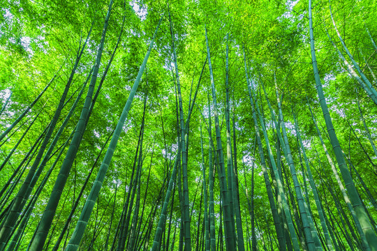 竹林