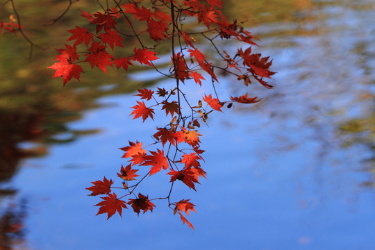 秋色紅葉