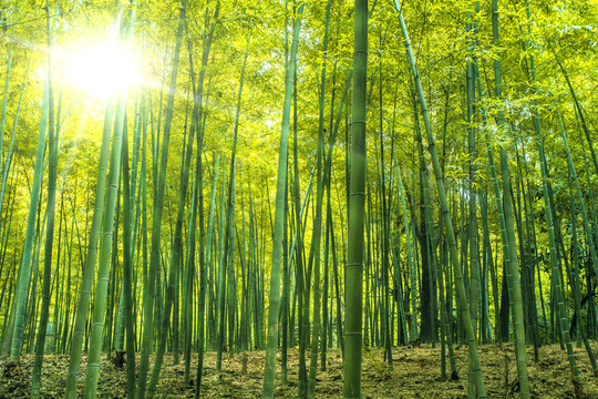竹林