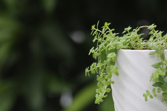 垂盆草