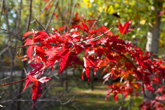 秋天 紅葉 園林