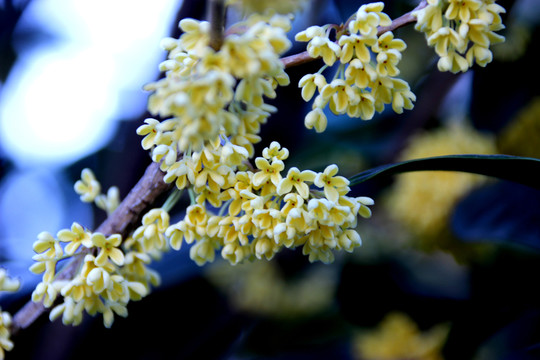 桂花