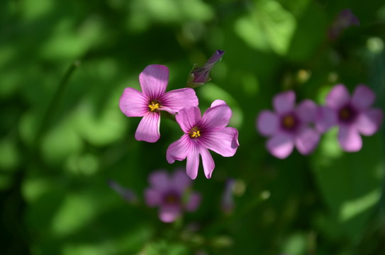 小紅花