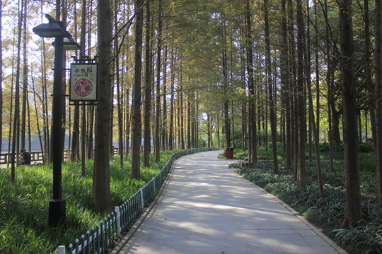 城市綠道