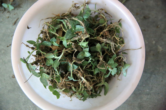 金線蓮