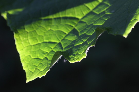 枝葉