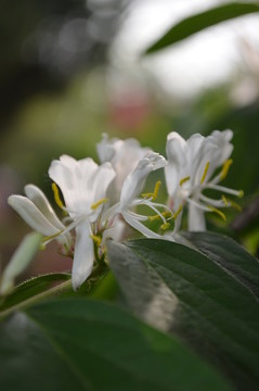 金銀花