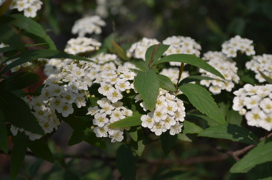 小白花