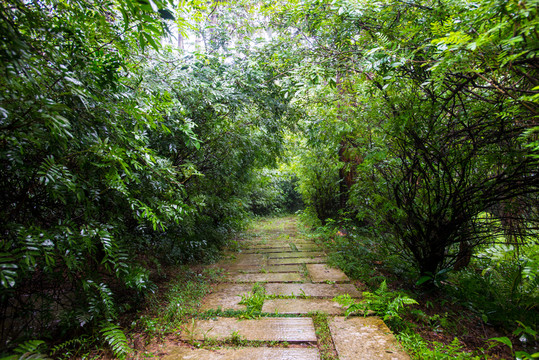 森林小路