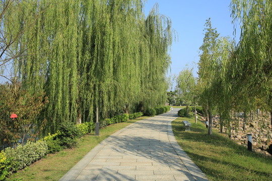 柳蔭路