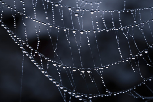 雨后的蜘蛛網(wǎng)