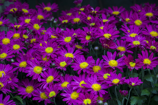 高清菊花