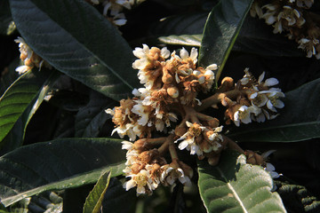 枇杷花