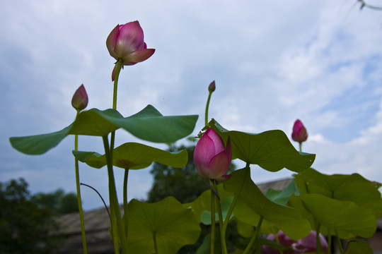 高清荷花攝影圖片