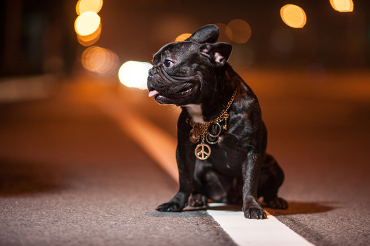 斗牛犬