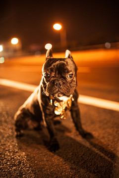 斗牛犬