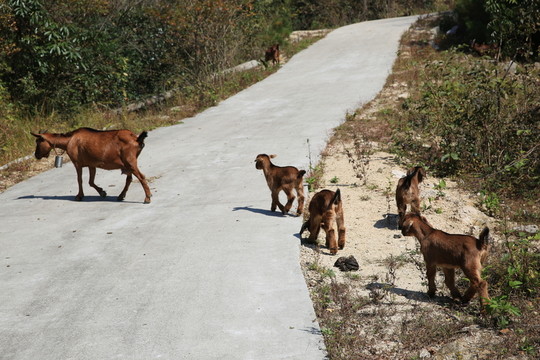 羊過馬路