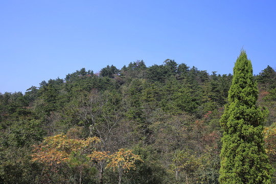 青山綠樹