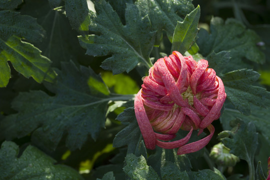 菊花