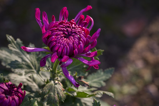 菊花