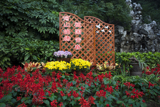 菊花