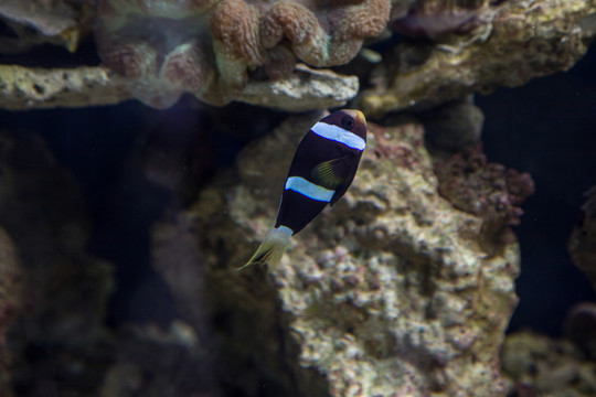 條紋小丑魚
