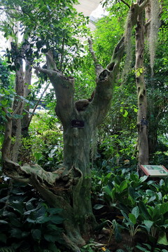 徐州植物園