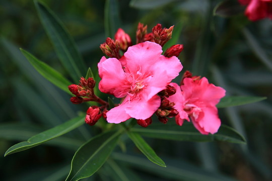 紅花