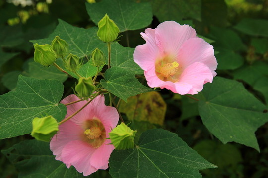 木棉花