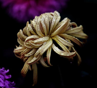 菊