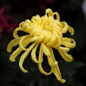 菊