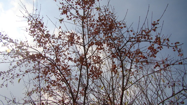 枝頭果實(shí)