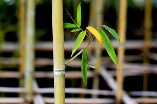 竹枝