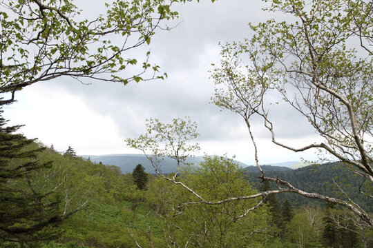 山區(qū) 樹木 山頂云朵