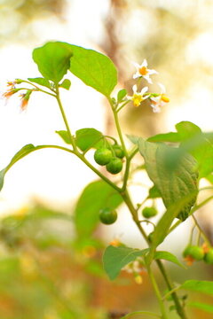 野生植物