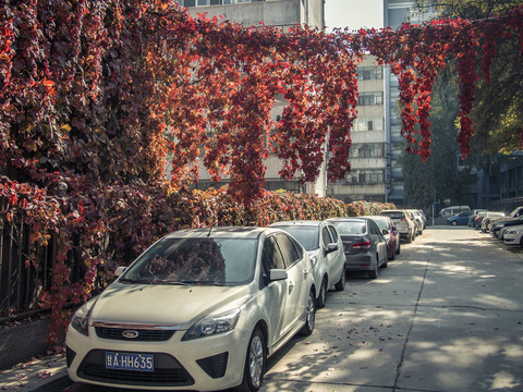 紅葉下的停車位