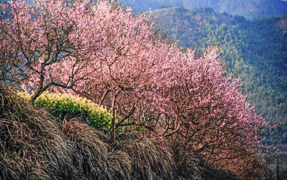 山間桃花