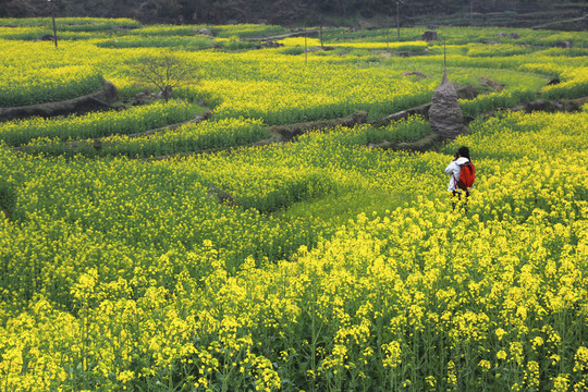 田園田野