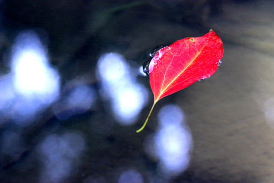 水中紅葉