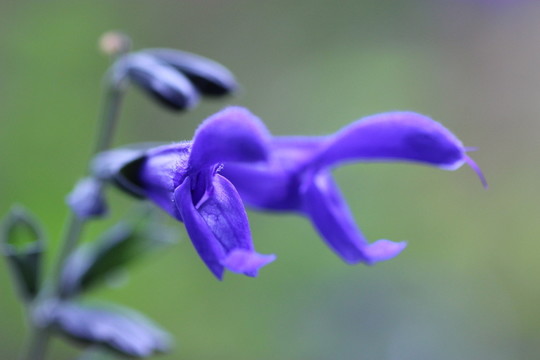 藍(lán)色花卉