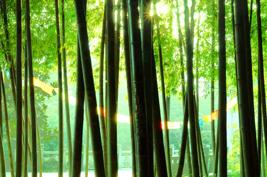 竹林