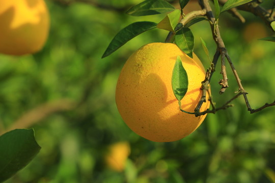 橙子