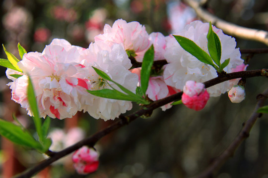 桃花 復(fù)色桃花
