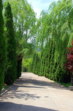 公園風(fēng)景 楊柳依依