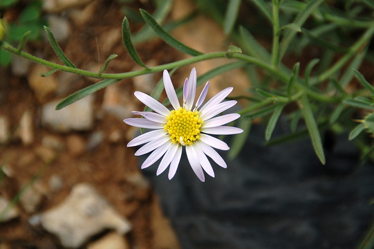 小白花 野花