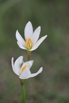蘭花