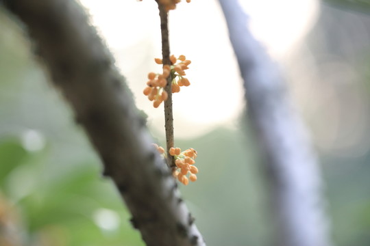 桂花樹