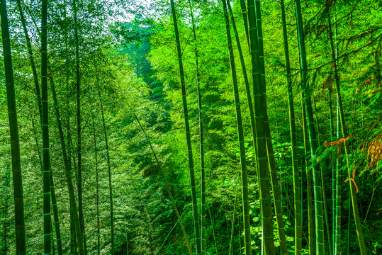 竹林