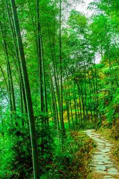 竹林小路