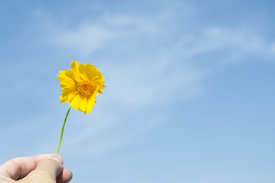 太陽(yáng)花
